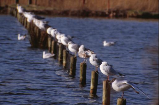 Free Stock Photo of Line of seagulls