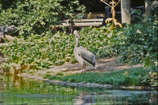 Free Stock Photo of Pelican