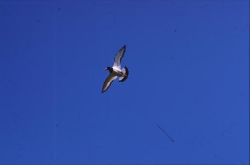 Free Stock Photo of Bird