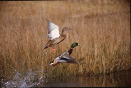 Free Stock Photo of Ducks