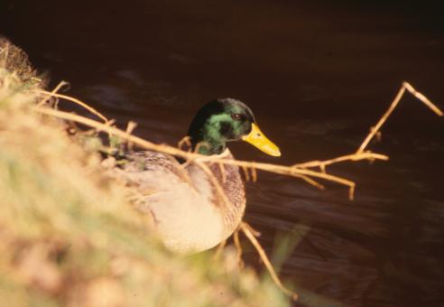 Free Stock Photo of Duck
