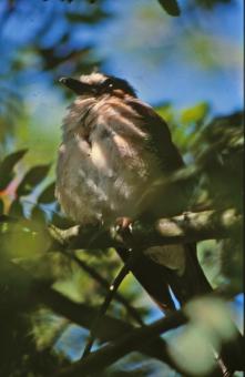 Free Stock Photo of Bird