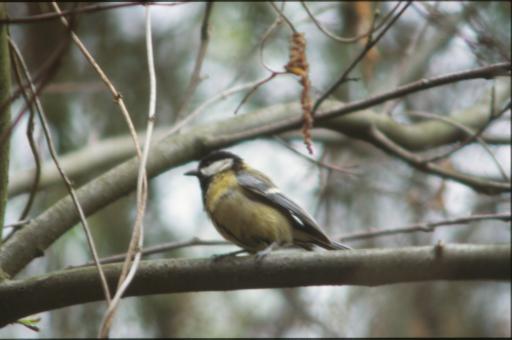 Free Stock Photo of Bird