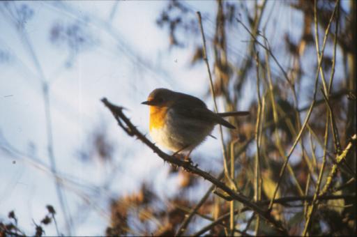 Free Stock Photo of Bird