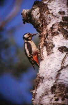 Free Stock Photo of Bird