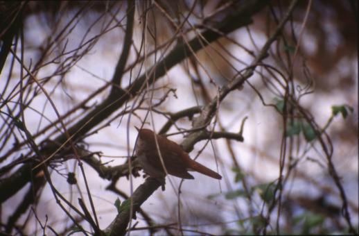 Free Stock Photo of Bird