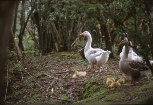 Free Stock Photo of Family of ducks