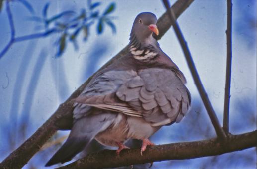 Free Stock Photo of Pigeon