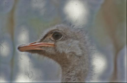 Free Stock Photo of Ostrich
