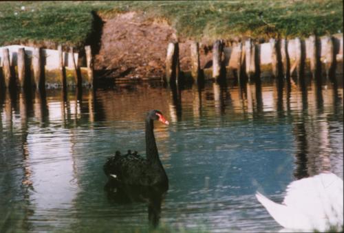 Free Stock Photo of Black swan
