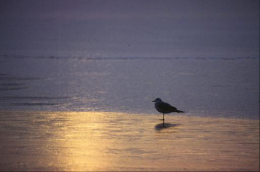 Free Stock Photo of Bird