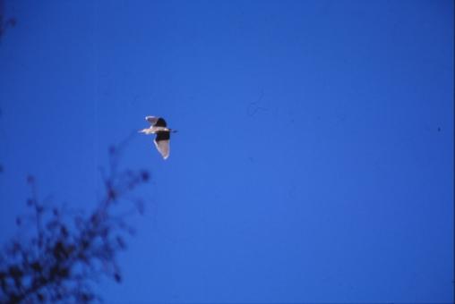 Free Stock Photo of Bird