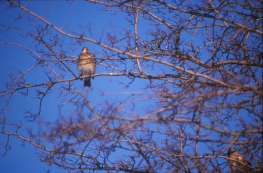 Free Stock Photo of Bird