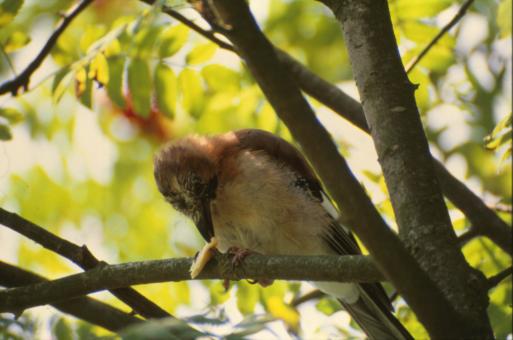 Free Stock Photo of Bird