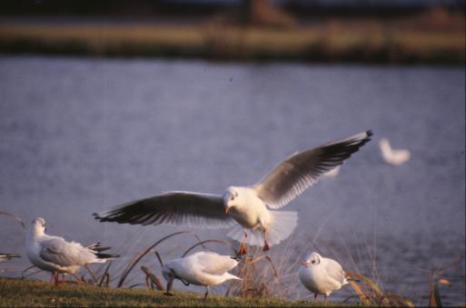 Free Stock Photo of Seagulls