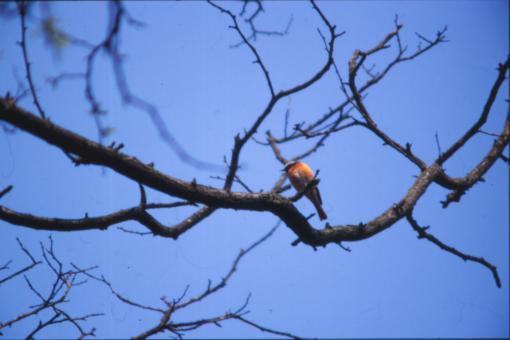 Free Stock Photo of Bird in tree