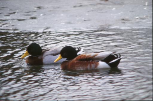 Free Stock Photo of Ducks