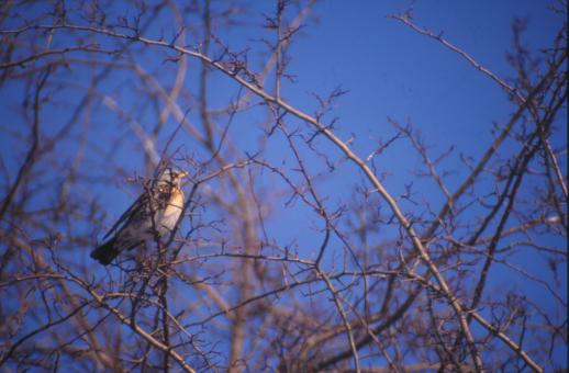 Free Stock Photo of Bird