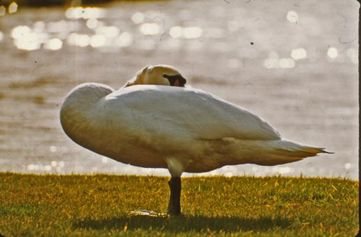 Free Stock Photo of Swan