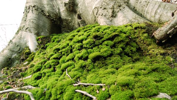 Free Stock Photo of Moss