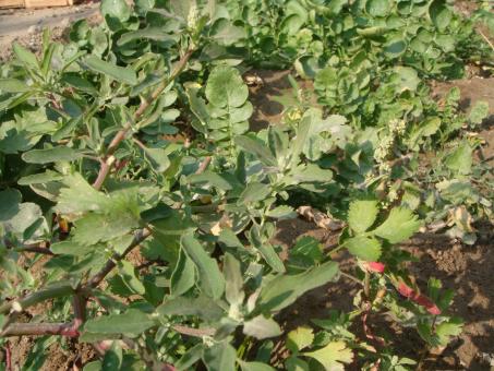 Free Stock Photo of Vegetable plants