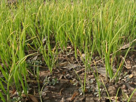 Free Stock Photo of Vegetable plants