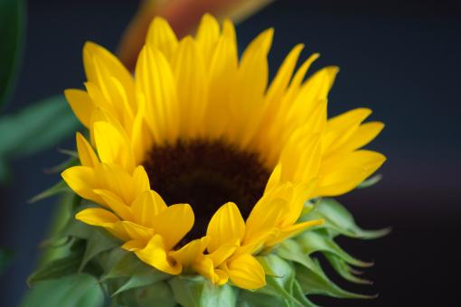 Free Stock Photo of Sunflower