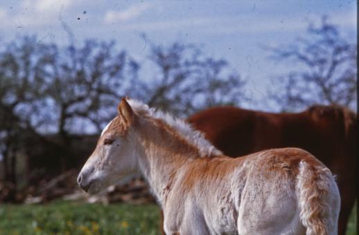 Free Stock Photo of Horses