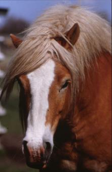 Free Stock Photo of Horse