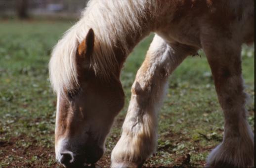 Free Stock Photo of Horse