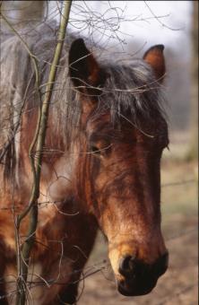 Free Stock Photo of Horse
