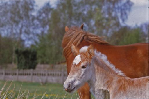 Free Stock Photo of Horses