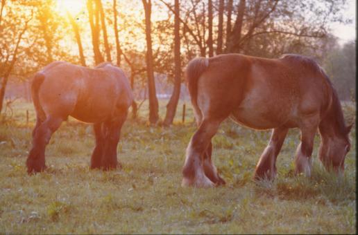 Free Stock Photo of Horses