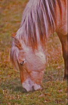 Free Stock Photo of Horse