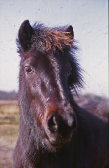 Free Stock Photo of Horse