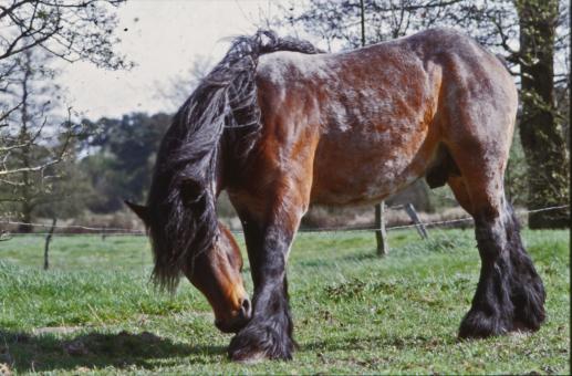 Free Stock Photo of Horse