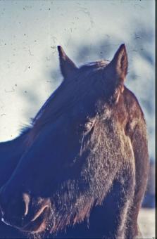 Free Stock Photo of Horse