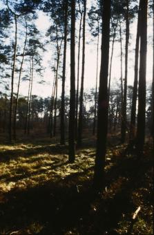 Free Stock Photo of Landscape
