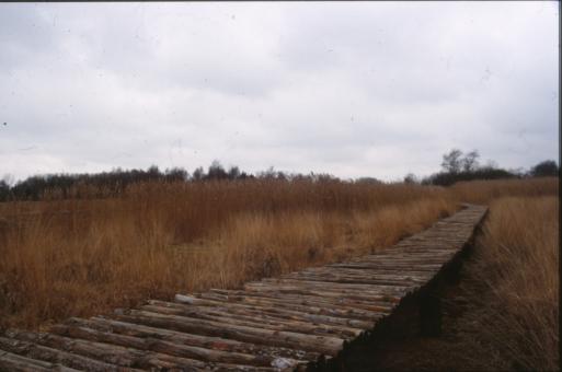 Free Stock Photo of Wooden bridge