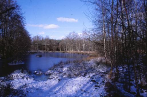 Free Stock Photo of Winter Landscape