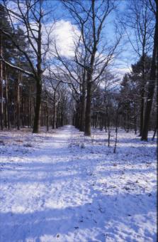 Free Stock Photo of Winter Landscape