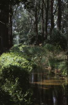 Free Stock Photo of Forest landscape