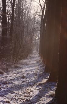 Free Stock Photo of Winter Landscape