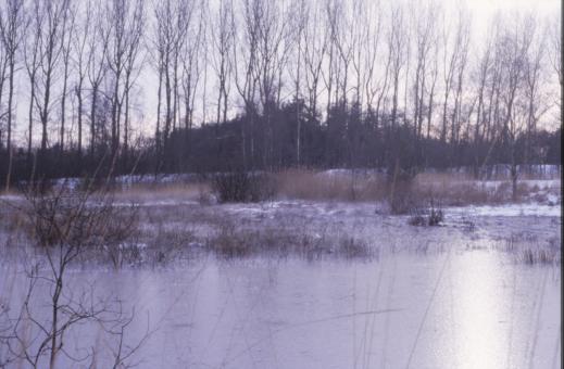 Free Stock Photo of Winter Landscape