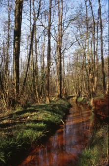Free Stock Photo of Forest Landscape