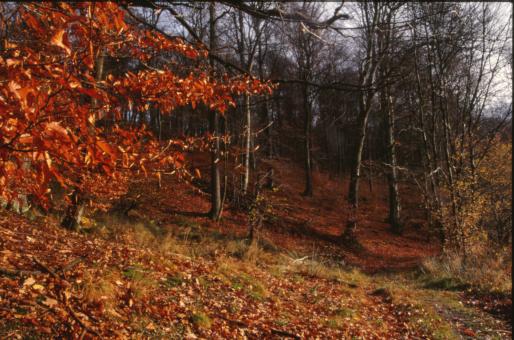 Free Stock Photo of Autumn Landscape