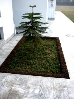 Free Stock Photo of Small tree