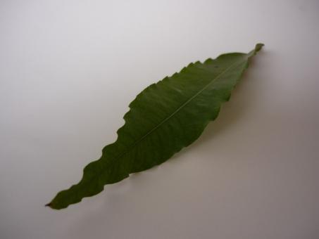 Free Stock Photo of Green Leaf