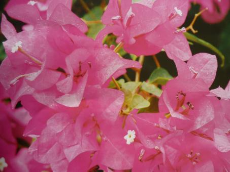 Free Stock Photo of Pink Flowers