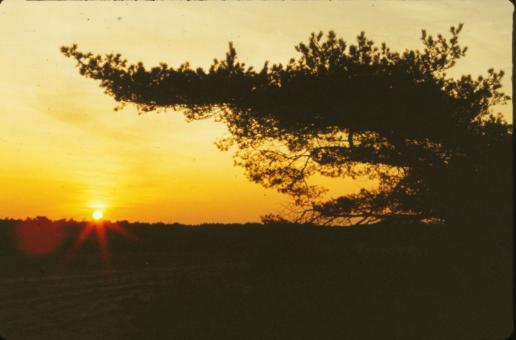 Free Stock Photo of Sunset
